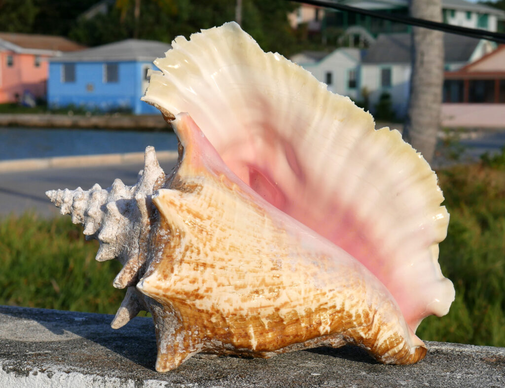 conch